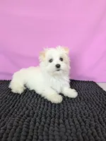 Peanut , a male Maltese for sale in Beach City, OH – 3 of 5