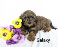 Galaxy , a male Shihpoo and Poodle - Miniature  for sale in Beach City, OH – 2 of 5