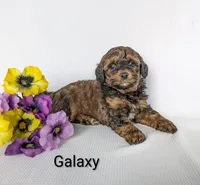 Galaxy , a male Shihpoo and Poodle - Miniature  for sale in Beach City, OH – 5 of 7