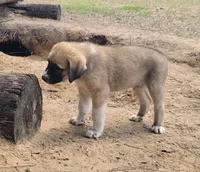 Handsome, a male Anatolian Shepherd Dog for sale in Inverness, FL – 3 of 3