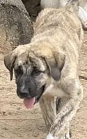 Junior, a male Anatolian Shepherd Dog for sale in Inverness, FL – 1 of 1