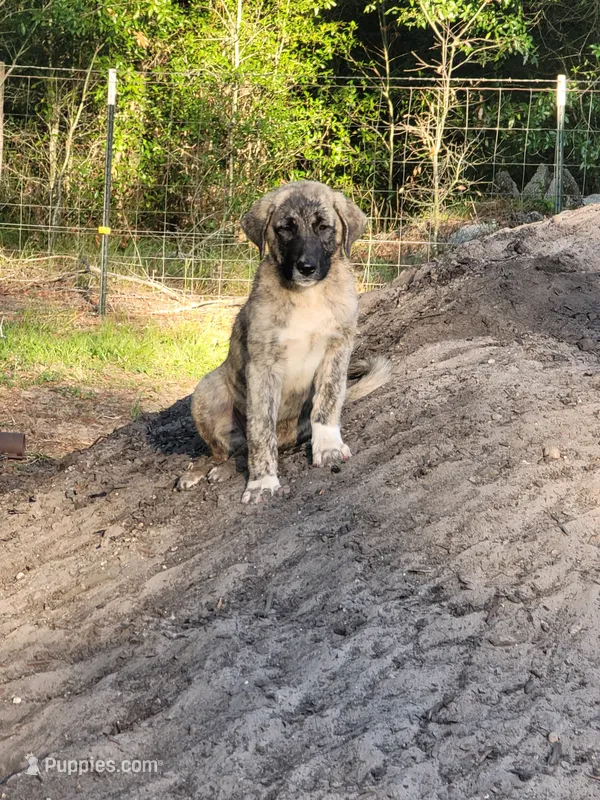 Shadow – Anatolian Shepherd Dog puppy for sale in Inverness, FL