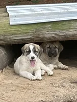 Happy, a female Anatolian Shepherd Dog for sale in Inverness, FL – 2 of 3