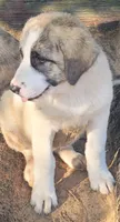 Alpha girl, a female Anatolian Shepherd Dog for sale in Inverness, FL – 2 of 2