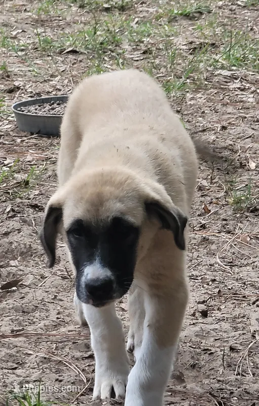 Handsome – Anatolian Shepherd Dog puppy for sale in Inverness, FL