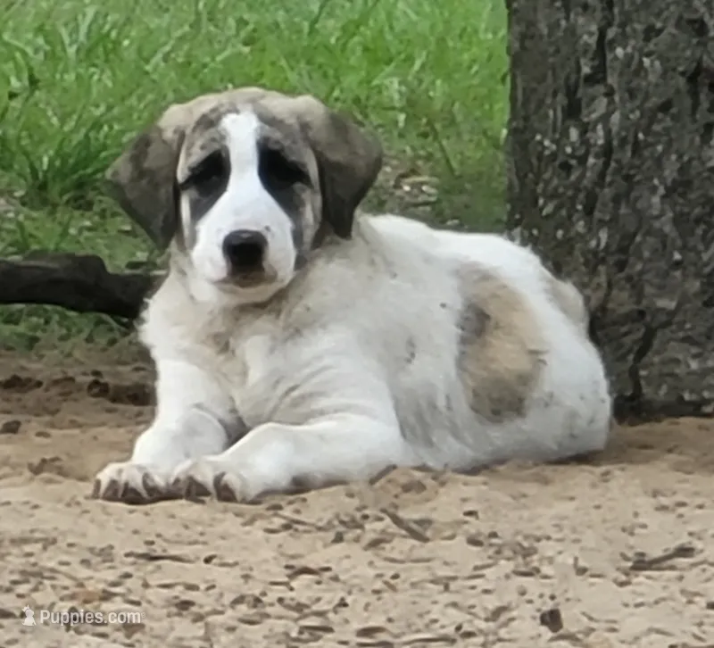 Alpha girl – Anatolian Shepherd Dog puppy for sale in Inverness, FL