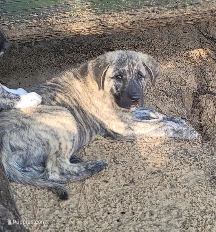 Man – Anatolian Shepherd Dog puppy for sale in Inverness, FL