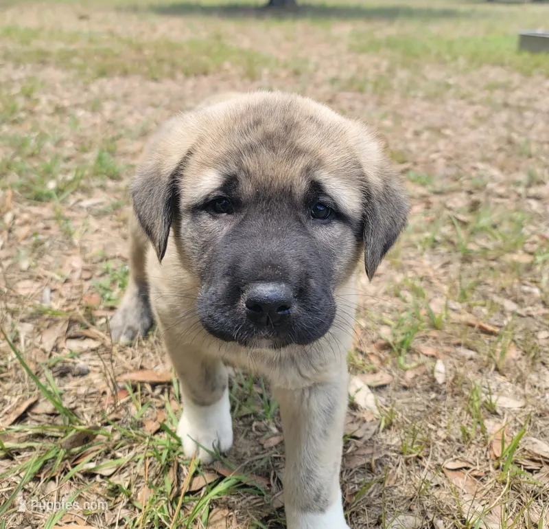 Teddy – Anatolian Shepherd Dog puppy for sale in Inverness, FL
