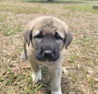Teddy, a male Anatolian Shepherd Dog for sale in Inverness, FL – 1 of 2
