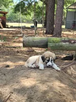 The boy, a male Anatolian Shepherd Dog for sale in Inverness, FL – 3 of 3