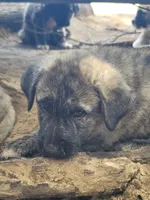 Man, a male Anatolian Shepherd Dog for sale in Inverness, FL – 3 of 3