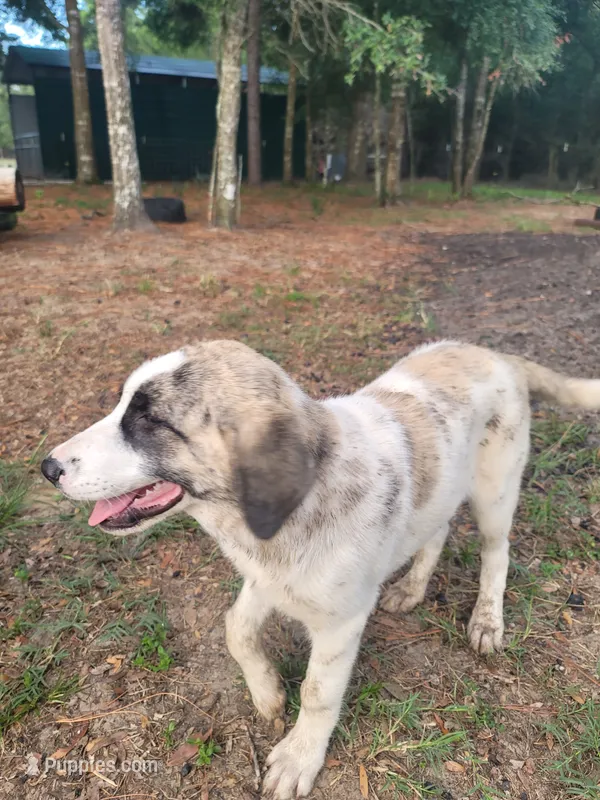 Alpha girl – Anatolian Shepherd Dog puppy for sale in Inverness, FL