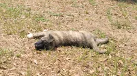 Shadow, a female Anatolian Shepherd Dog for sale in Inverness, FL – 2 of 2