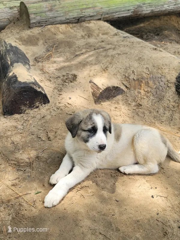 Alpha girl – Anatolian Shepherd Dog puppy for sale in Inverness, FL