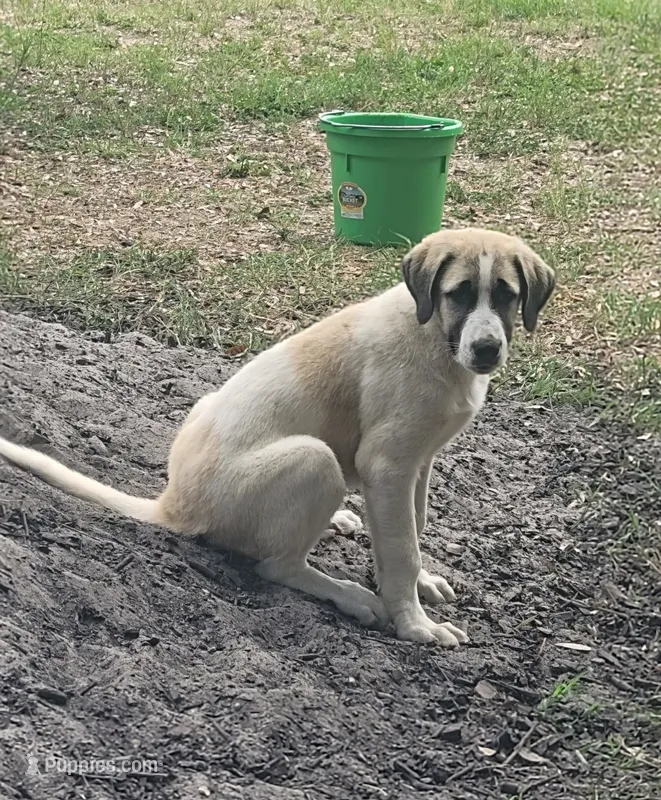 The boy – Anatolian Shepherd Dog puppy for sale in Inverness, FL