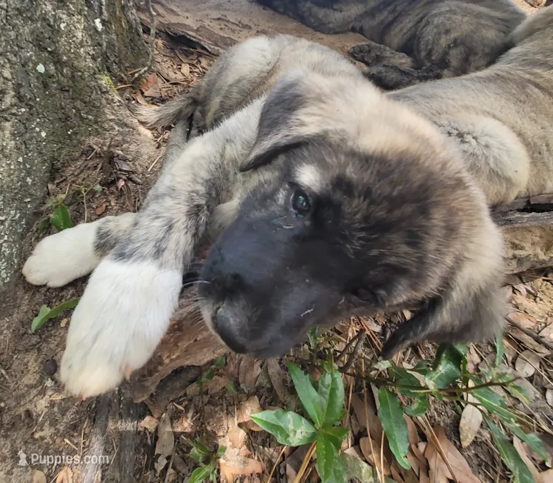 Shadow – Anatolian Shepherd Dog puppy for sale in Inverness, FL