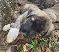 Shadow, a female Anatolian Shepherd Dog for sale in Inverness, FL – 1 of 2