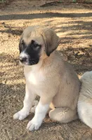 Handsome, a male Anatolian Shepherd Dog for sale in Inverness, FL – 1 of 3