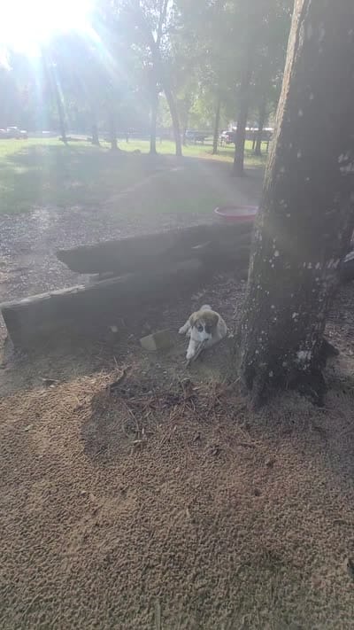 Happy, a female Anatolian Shepherd Dog for sale in Inverness, FL – 3 of 3
