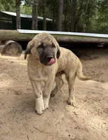 Teddy, a male Anatolian Shepherd Dog for sale in Inverness, FL – 2 of 2