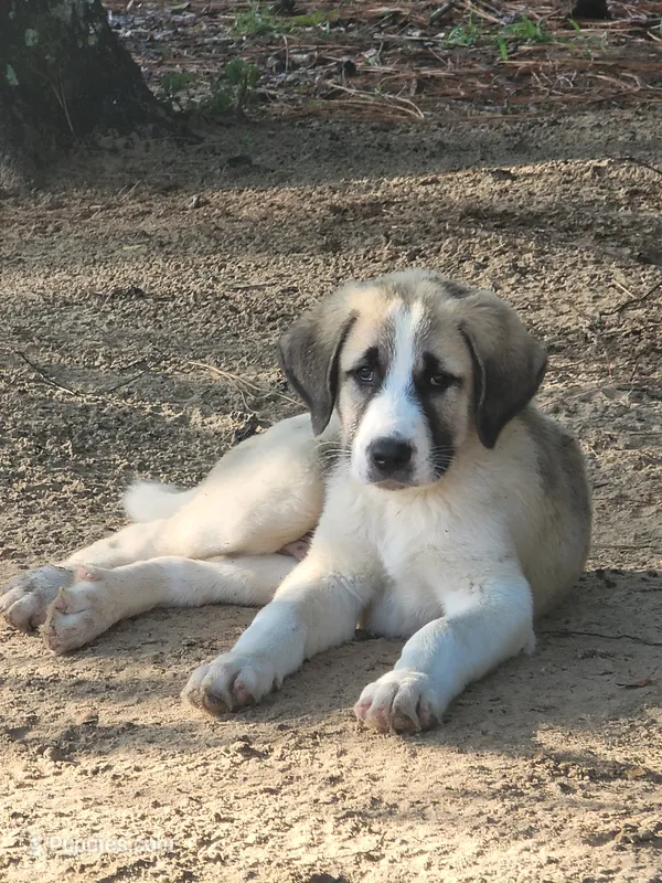 The boy – Anatolian Shepherd Dog puppy for sale in Inverness, FL