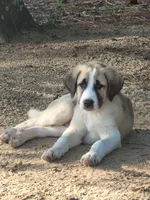 The boy, a male Anatolian Shepherd Dog for sale in Inverness, FL – 1 of 3