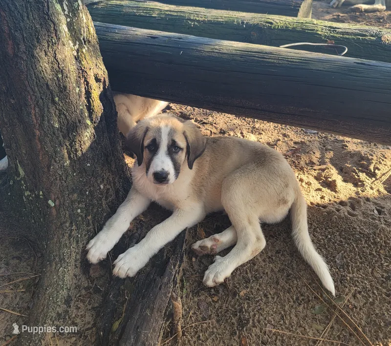 The boy – Anatolian Shepherd Dog puppy for sale in Inverness, FL
