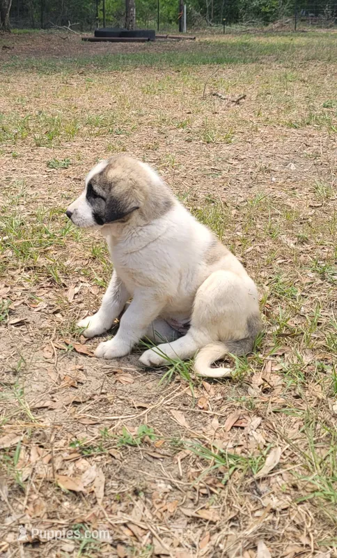 Happy – Anatolian Shepherd Dog puppy for sale in Inverness, FL