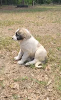 Happy, a female Anatolian Shepherd Dog for sale in Inverness, FL – 1 of 3