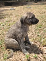 Man, a male Anatolian Shepherd Dog for sale in Inverness, FL – 2 of 3