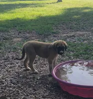 Handsome, a male Anatolian Shepherd Dog for sale in Inverness, FL – 2 of 3
