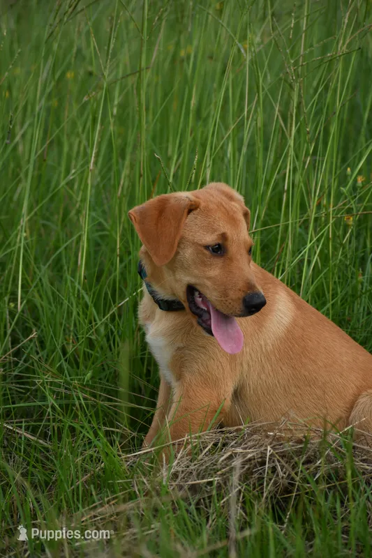 Arlo – Labrador Retriever puppy for sale in Laneville, TX