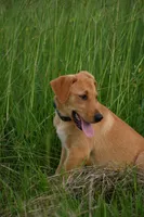 Arlo, a male Labrador Retriever for sale in Laneville, TX – 1 of 3