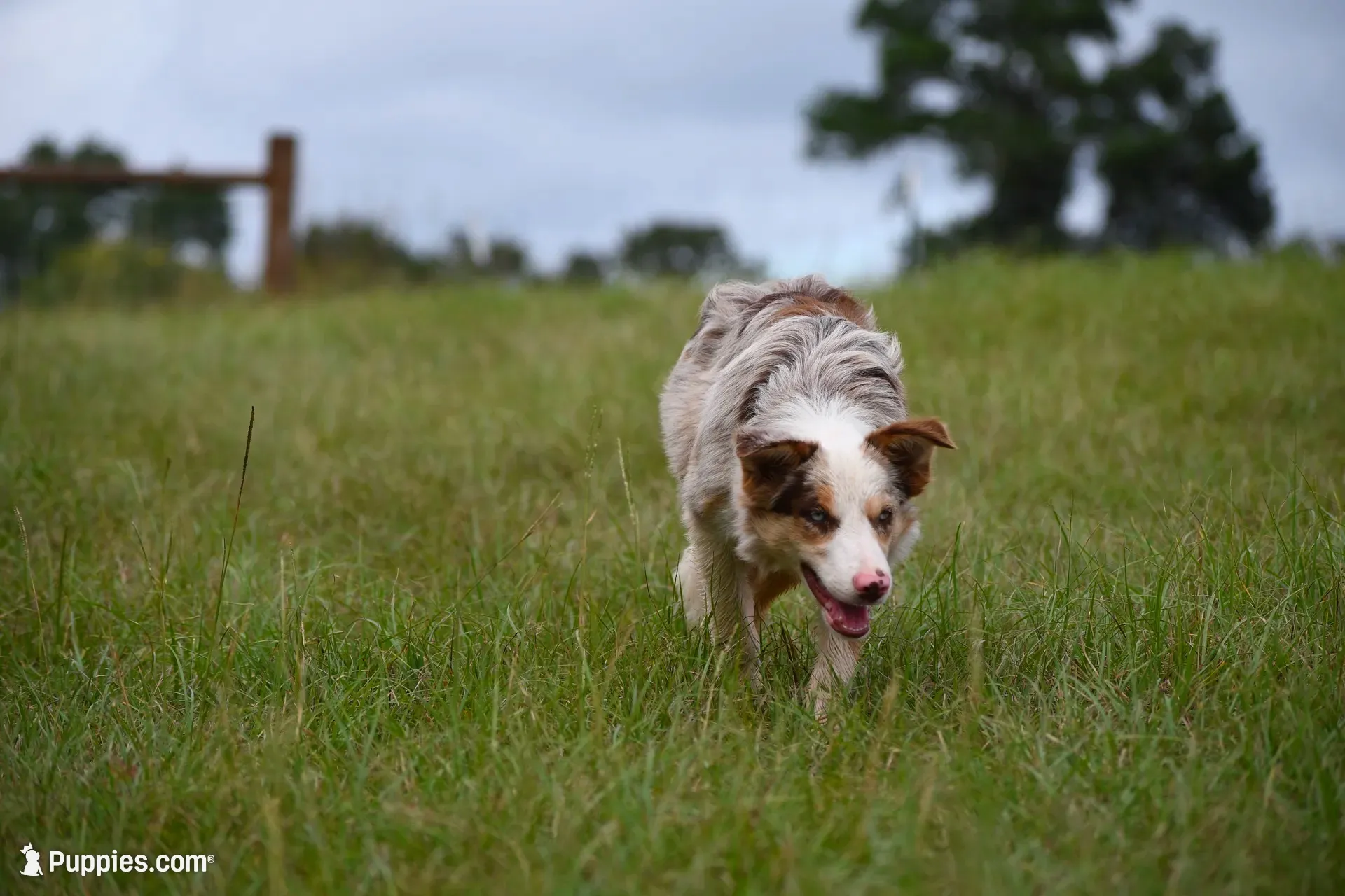 Princess, a female Border Collie for sale in Laneville, TX – 1 of 2