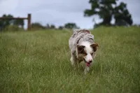 Princess, a female Border Collie for sale in Laneville, TX – 3 of 3