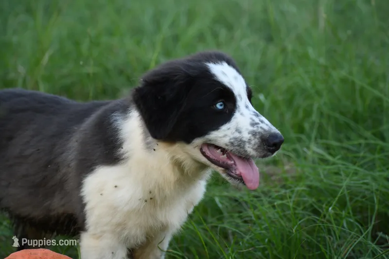 Max – Border Collie puppy for sale in Laneville, TX