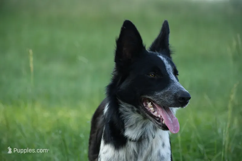 Bear – Border Collie puppy for sale in Laneville, TX