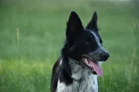Bear, a male Border Collie for sale in Laneville, TX – 1 of 8