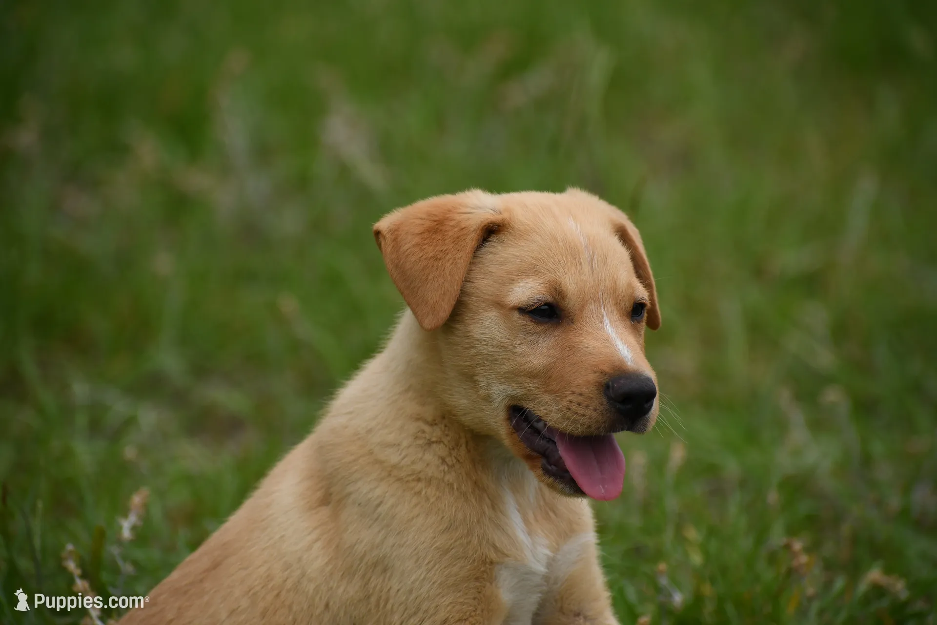 Axel, a male Labrador Retriever for sale in Laneville, TX – 4 of 5