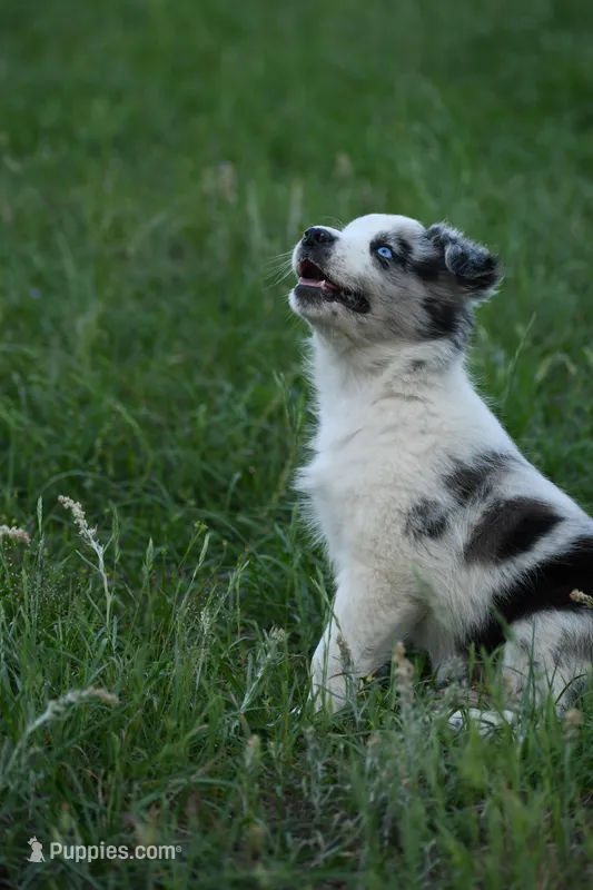 Sky – Border Collie puppy for sale in Laneville, TX