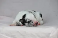 Sky, a female Border Collie for sale in Laneville, TX – Photo 3 of 3