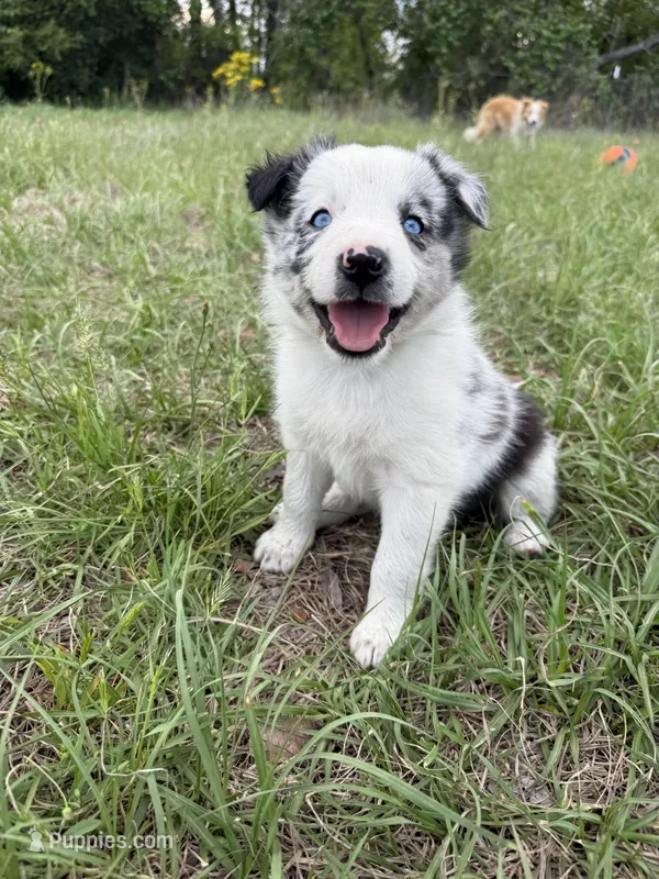 Sky – Border Collie puppy for sale in Laneville, TX