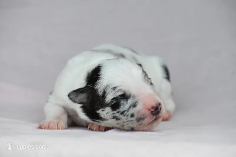 Sky – Border Collie puppy for sale in Laneville, TX