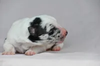 Sky, a female Border Collie for sale in Laneville, TX – Photo 2 of 3