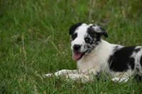 Navy, a male Border Collie for sale in Laneville, TX – 3 of 3