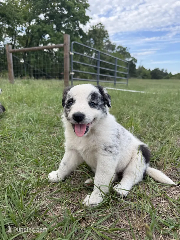 Summer – Border Collie puppy for sale in Laneville, TX