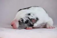 Summer, a female Border Collie for sale in Laneville, TX – Photo 2 of 3