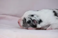 Summer, a female Border Collie for sale in Laneville, TX – Photo 3 of 3