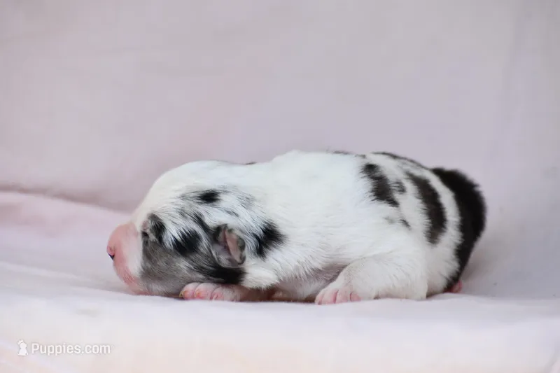 Summer – Border Collie puppy for sale in Laneville, TX