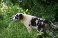 Navy, a male Border Collie for sale in Laneville, TX – 3 of 5